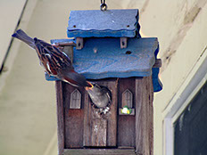 original birdhouse photo by Herb Rosenfield of the AFCCenter