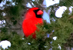 original photo of a red cardinal by Herb Rosenfield of the AFCCenter of Cheshire, CT.