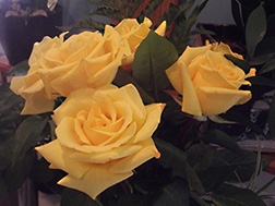 original photo of yellow roses by Herb Rosenfield of the AFCCenter of Cheshire, CT