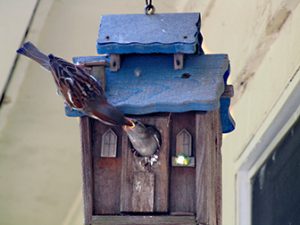 Birdhouse - original photograph by Herb Rosenfield